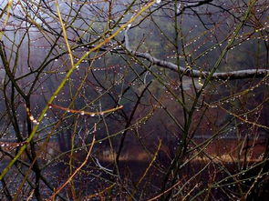 云雀高飛 寄托每個人內心最悠遠的思念