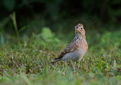 各位老師新年快樂!---云雀