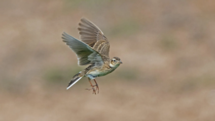 想要知道云雀的飼養秘訣?這篇文章收藏一下!