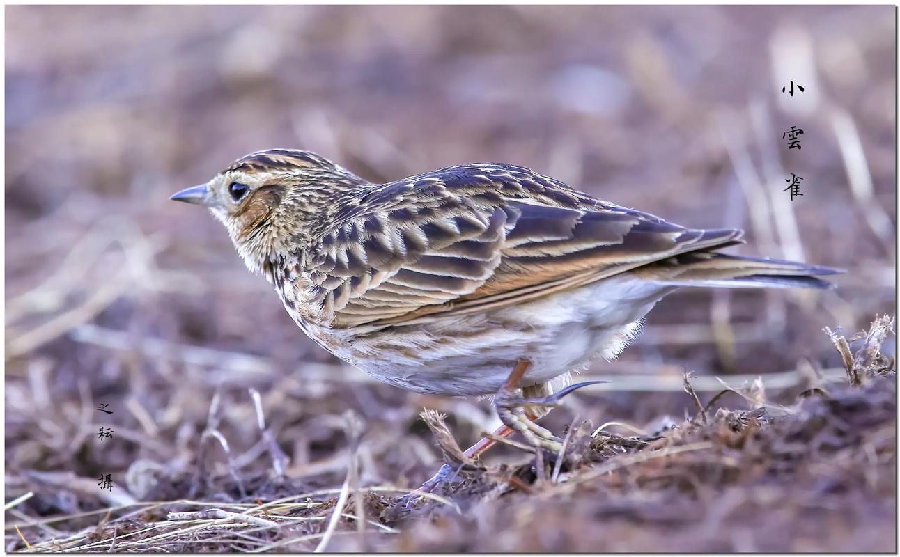 #睇靚雀# 小云雀雀形目百靈科云雀屬的一種小型鳴禽,體長約