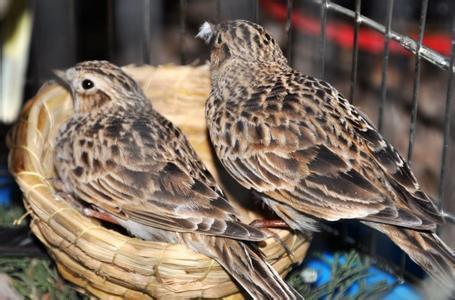 云雀與魚鱗燕的區別