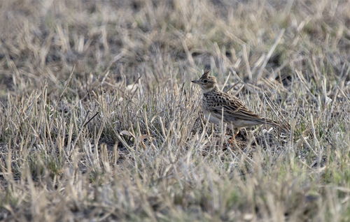 吉木薩爾濕地公園美景，引得眾鳥歸巢云雀歡