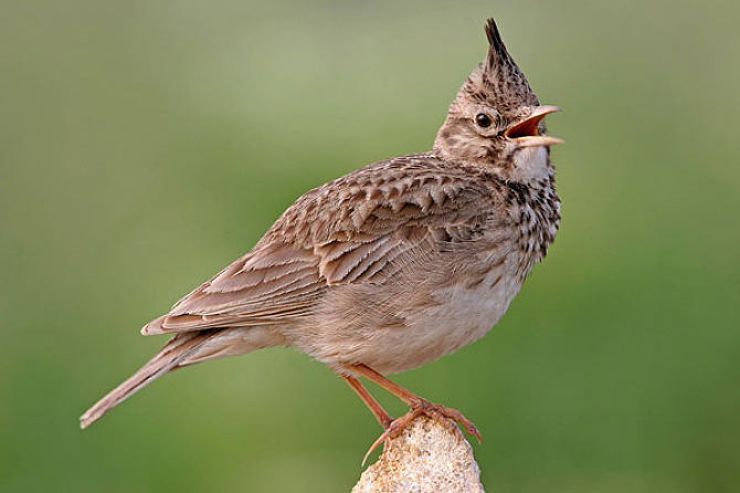 云雀類圖片大全 翱翔天際的靈動歌者