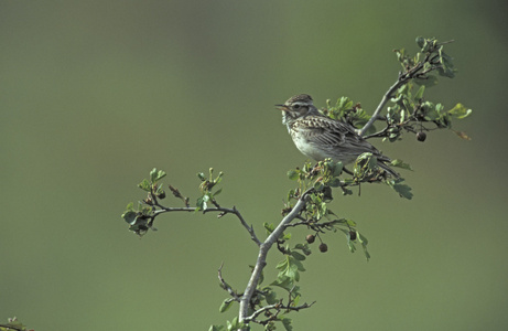 云雀與木材的藝術交融 攝圖新視界的靈感探索