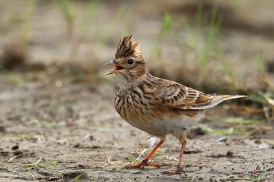 怒發沖冠——解析《云雀》中的情感與意象