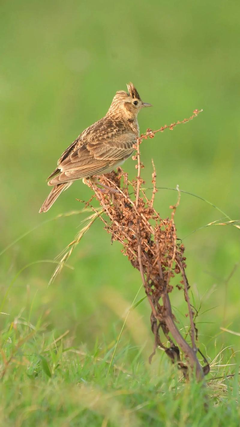 小云雀 在時光中歌唱的精靈