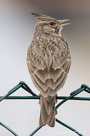 云雀之美 自然界的靈動歌者