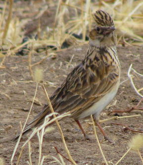 野生鳥(niǎo)類(lèi)與家禽的多樣性 從云雀到雞鴨