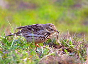 云雀頌歌 翱翔于天地間的自由之魂